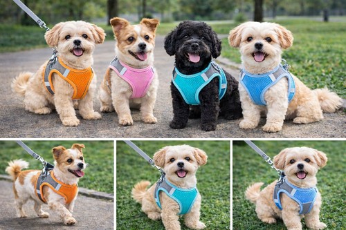 Dog harness pull fully - pull,