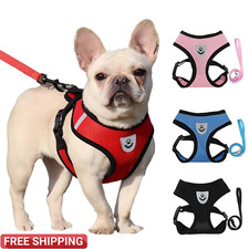 Reflective Dog Puppy Pet