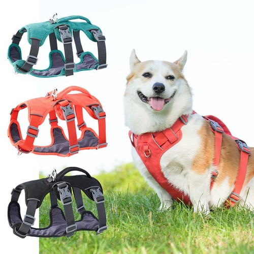 Escape proof pull - no, dog